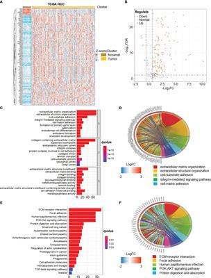 A novel basement membrane-related gene signature predicts prognosis and immunotherapy response in hepatocellular carcinoma